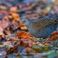 Wasserralle (Rallus aquaticus)