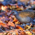 Wasserralle (Rallus aquaticus)