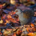 Wasserralle (Rallus aquaticus)