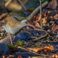Wasserralle (Rallus aquaticus)