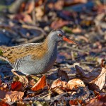 Wasserralle (Rallus aquaticus)
