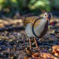 Wasserralle (Rallus aquaticus)