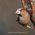 Kernbeißer (Coccothraustes coccothraustes)