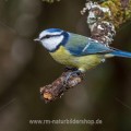 Blaumeise (Cyanistes caeruleus)