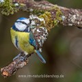 Blaumeise (Cyanistes caeruleus)