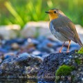 Rotkehlchen (Erithacus rubecula)