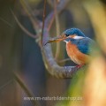 Eisvogel (Alcedo atthis) Weibchen