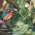 Eisvogel (Alcedo atthis) Weibchen