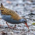 Wasserralle (Rallus aquaticus)