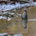 Wasserralle (Rallus aquaticus)