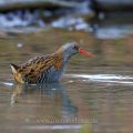 Wasserralle (Rallus aquaticus)