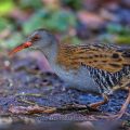 Wasserralle (Rallus aquaticus)