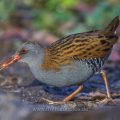 Wasserralle (Rallus aquaticus)
