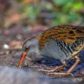 Wasserralle (Rallus aquaticus)