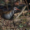 Wasserralle (Rallus aquaticus)