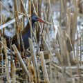 Wasserralle (Rallus aquaticus)