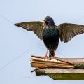 Star (Sturnus vulgaris) bei der Balz