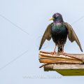 Star (Sturnus vulgaris) bei der Balz