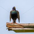Star (Sturnus vulgaris) bei der Balz