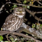 Steinkauz (Athene noctua)