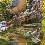 Kleiber (Sitta europaea)