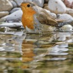Rotkehlchen (Erithacus rubecula)