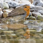 Rotkehlchen (Erithacus rubecula)