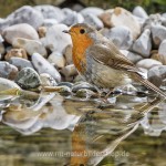 Rotkehlchen (Erithacus rubecula)