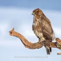 Mäusebussard (Buteo buteo)
