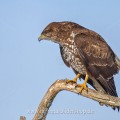 Mäusebussard (Buteo buteo)