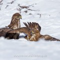 Mäusebussarde (Buteo buteo) streiten sich um Futter