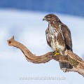 Mäusebussard (Buteo buteo)