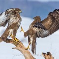 Mäusebussarde (Buteo buteo) streiten sich um Futter