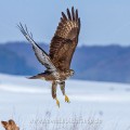 Mäusebussard (Buteo buteo)