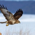 Mäusebussard (Buteo buteo)