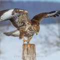 Mäusebussard (Buteo buteo)