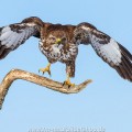 Mäusebussard (Buteo buteo)