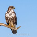 Mäusebussard (Buteo buteo)