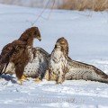 Mäusebussarde (Buteo buteo) streiten sich um Futter