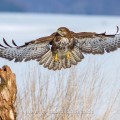 Mäusebussard (Buteo buteo)