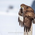 Mäusebussard (Buteo buteo)