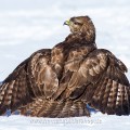 Mäusebussard (Buteo buteo)