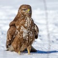 Mäusebussard (Buteo buteo)