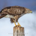 Mäusebussard (Buteo buteo)