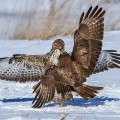 Mäusebussarde (Buteo buteo) streiten sich um Futter