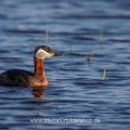 Rothalstaucher (Podiceps grisegena)