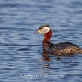 Rothalstaucher (Podiceps grisegena)