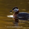 Rothalstaucher (Podiceps grisegena)