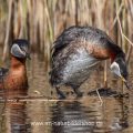 Rothalstaucher (Podiceps grisegena) kurz vor der Paarung