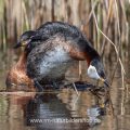 Rothalstaucher (Podiceps grisegena) kurz vor der Paarung